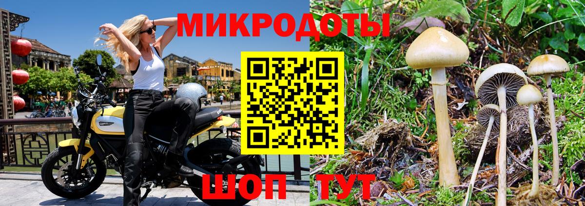 Галлюциногенные грибы Psilocybe Рязань