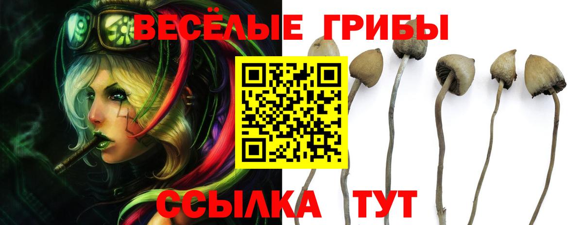 Рязань  закладка  Вход с VPN  Галлюциногенные грибы прущие грибы 